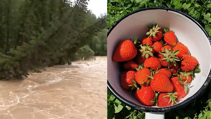 Syberia: powódź, tornada, plaga komarów, wczesne truskawki i grzyby jednocześnie