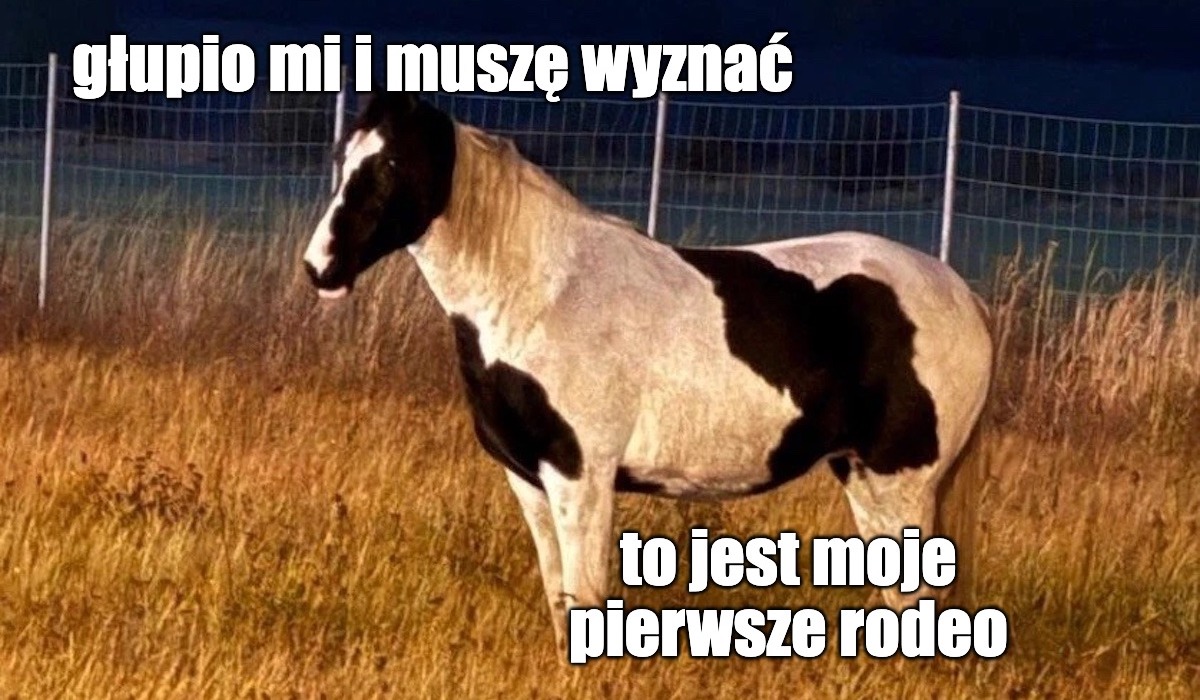 Chojnów: policja pół nocy szukała właściciela konia, który biegał przy autostradzie