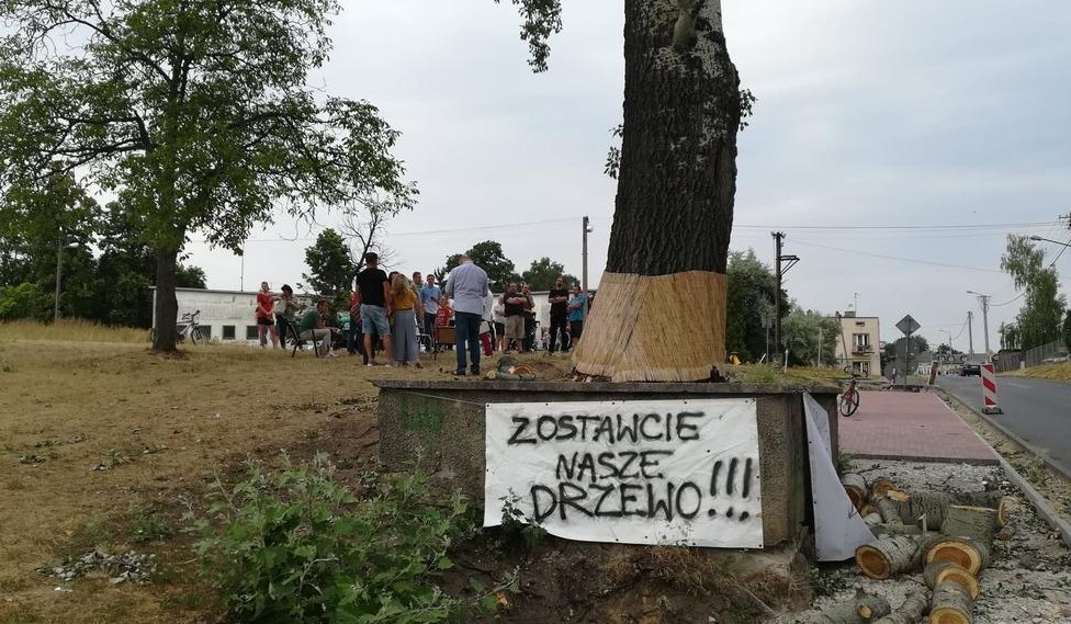 Zduńska Wola: mieszkańcy obronili wiekowe drzewo przed wycinką