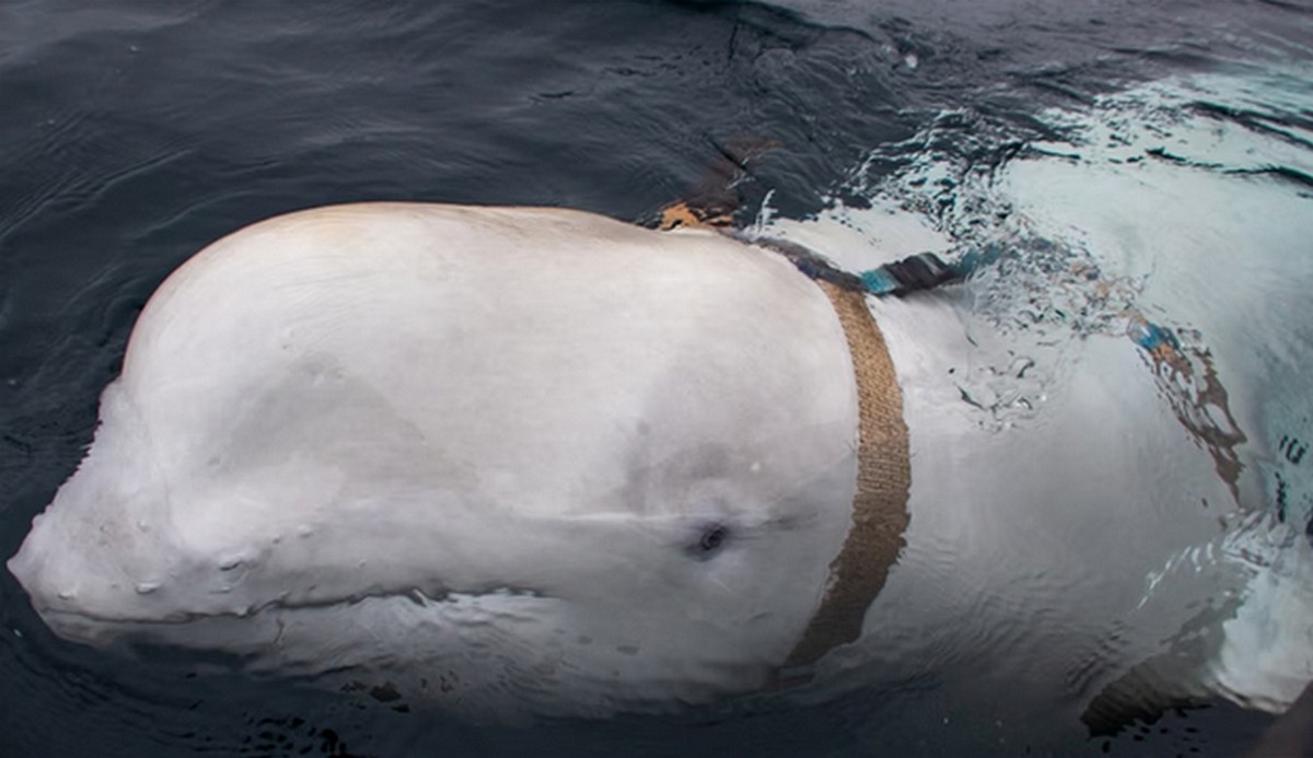 Podejrzewana o szpiegowanie na rzecz Rosji białucha znaleziona martwa w Norwegii