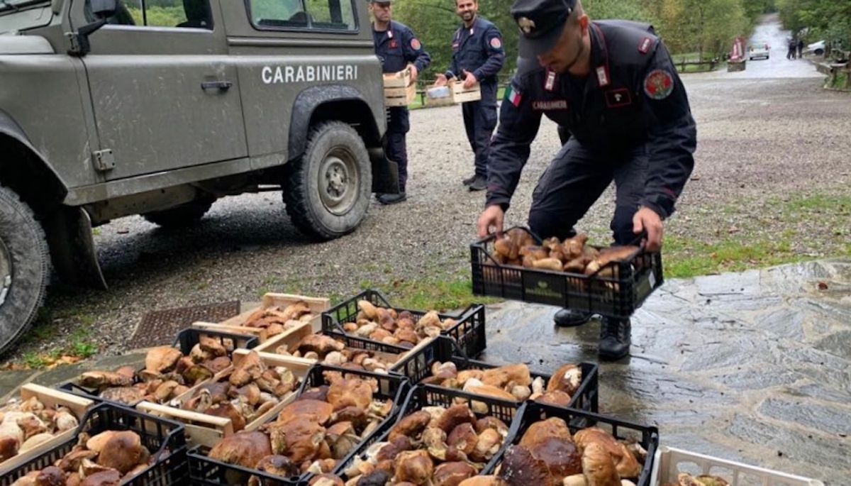 Włochy: Straż Leśna ruszyła do sprawdzania grzybiarzy, wlepiają kary i zabierają grzyby