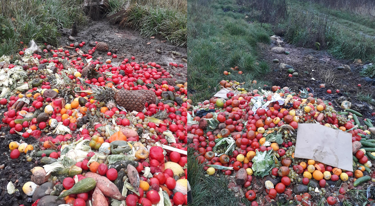 Jeszcze nie ma zimy, ale myśliwi już dokarmiają zwierzynę, i to nawet ananasami