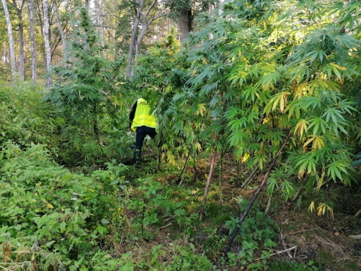 Policjanci odkryli zaczarowany las marihuany, w którym krzaczory pną się do nieba i są wielkie jak drzewa