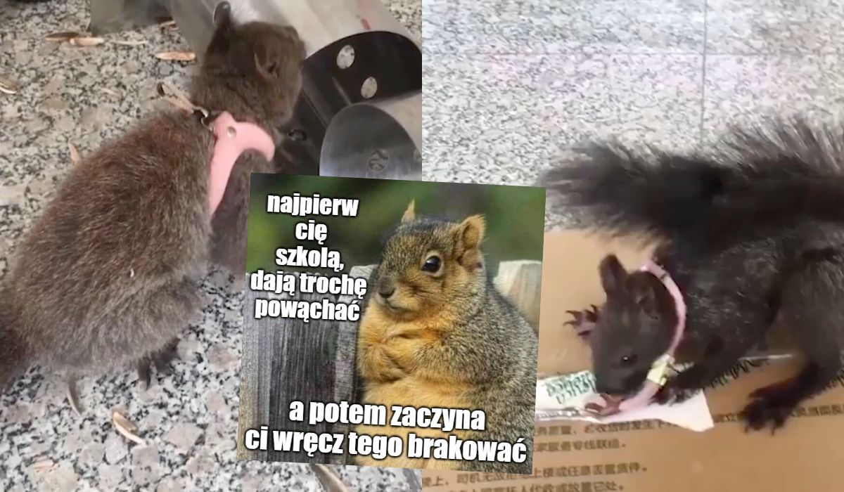 Chiny: z jakiegoś powodu do psów wykrywających n*rkotyki dołączono tresowane wiewiórki