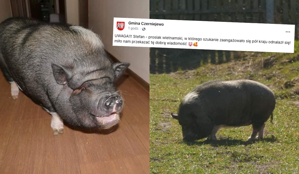 Stefan, zaginiony prosiak wietnamski, odnalazł się i jest cały i zdrowy