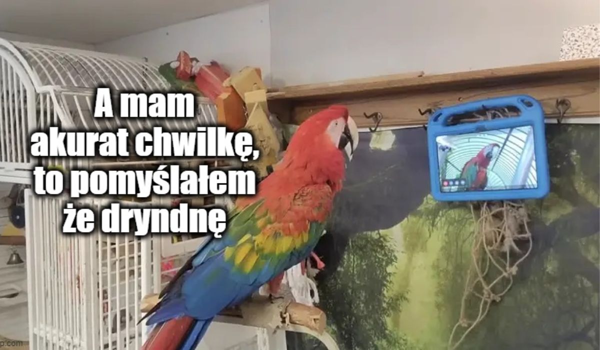 Naukowcy nauczyli papugi dzwonić do siebie, żeby czuły się mniej samotne