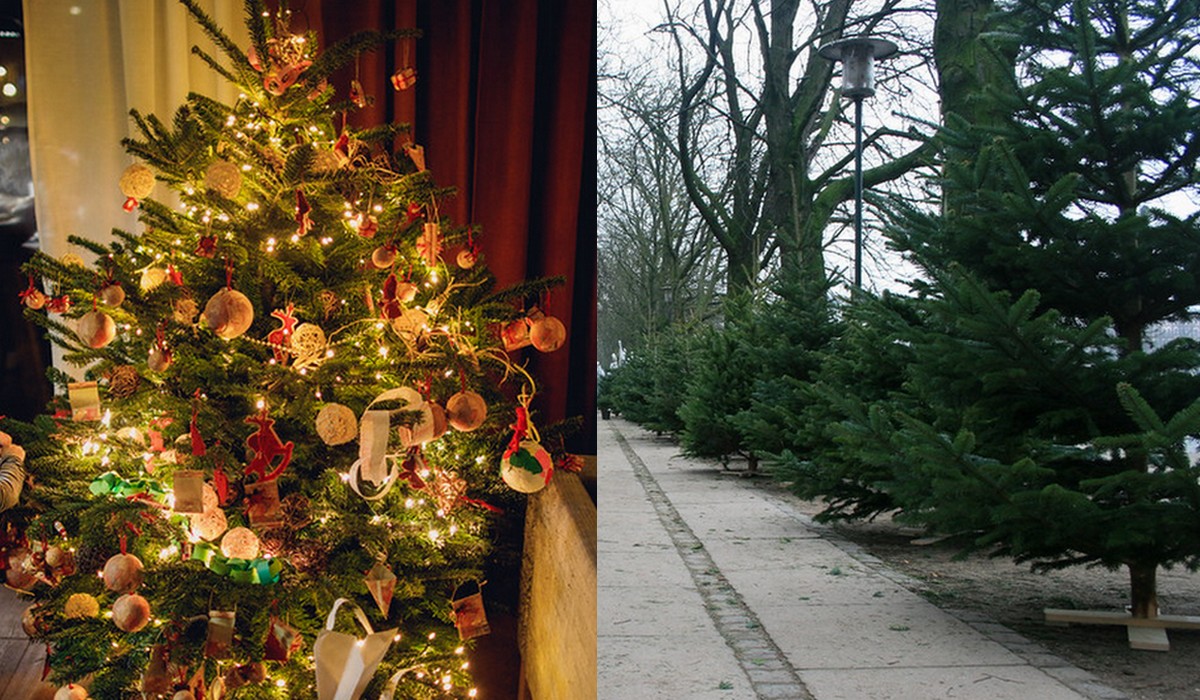 Belgijska agencja żywności musiała zaapelować do obywateli, że zjadanie choinek świątecznych to średni pomysł