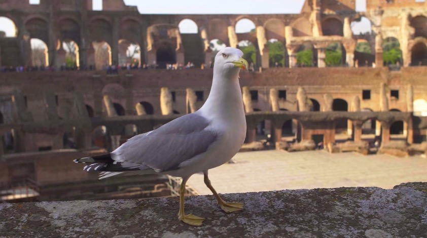 Rzym: mewy z braku pożywienia zmieniły trochę zwyczaje i teraz jedzą szczury
