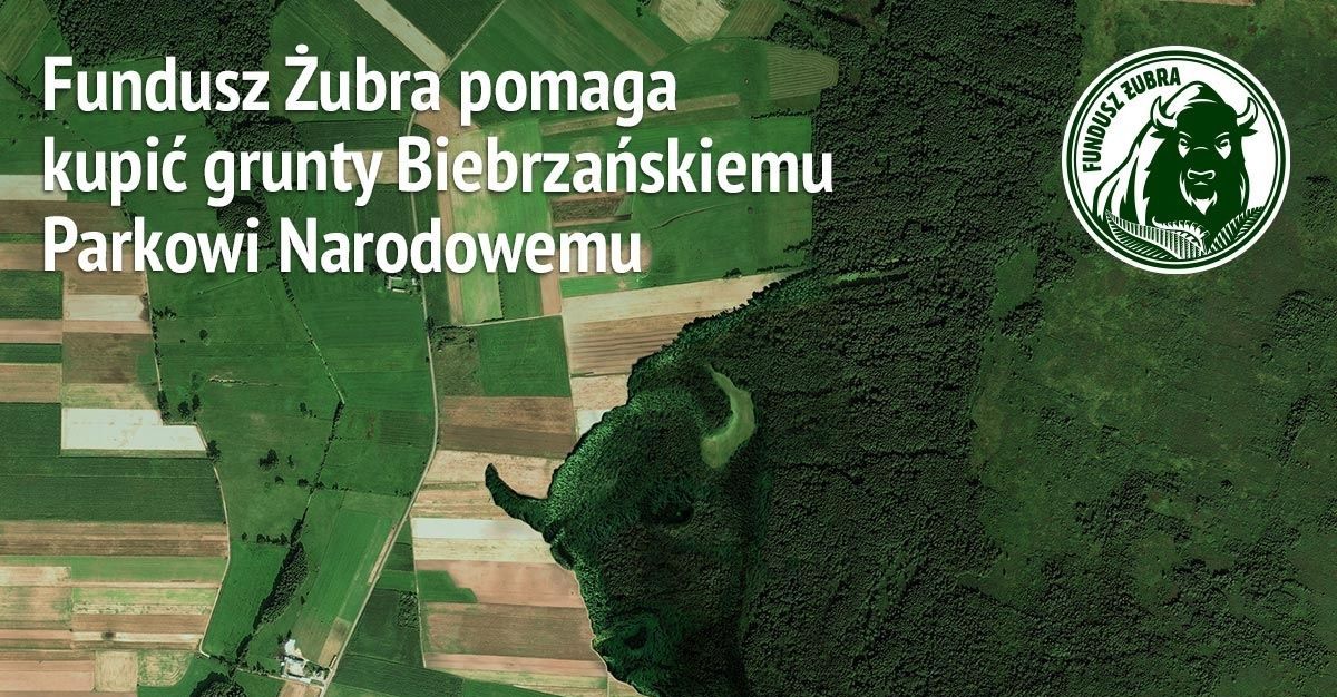 Żubr, ci od piwa, powiększają park narodowy nad Biebrzą, pomagają kupić działki i oddają parkowi
