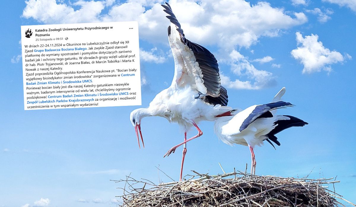 W Polsce nie przybywa dzieci i tak się składa, że znacznie ubywa bocianów