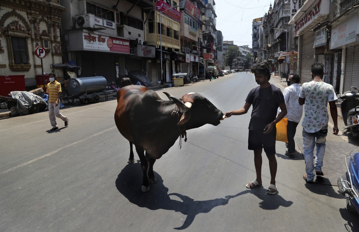 Indie: w stanie Uttar Pradesh grozi nawet rok aresztu bez procesu za zabicie krowy