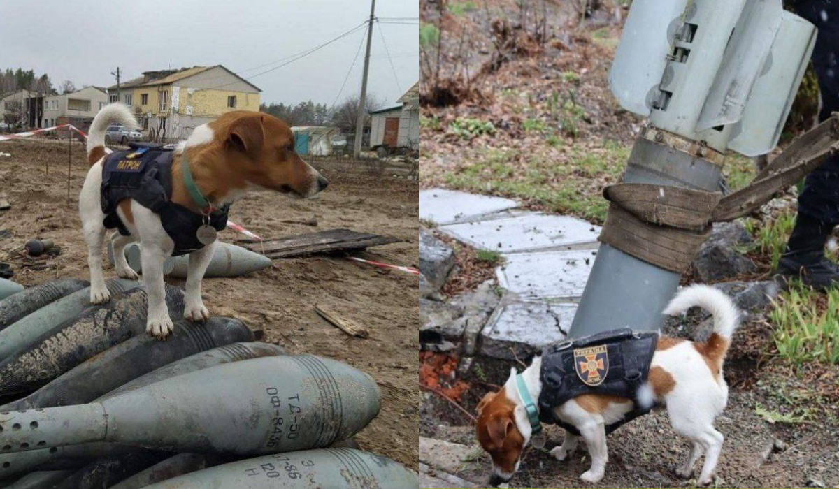 Patron, słynny pies i specjalista od psucia rosyjskim saperom roboty, wykrył już ponad 100 min