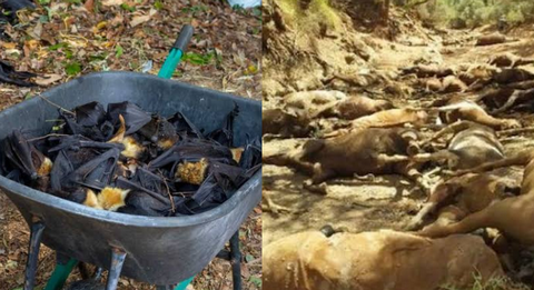 Australia zmaga się z falą upałów. Giną całe stada zwierząt