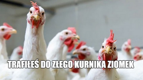 Francja: kury zabiły polującego lisa