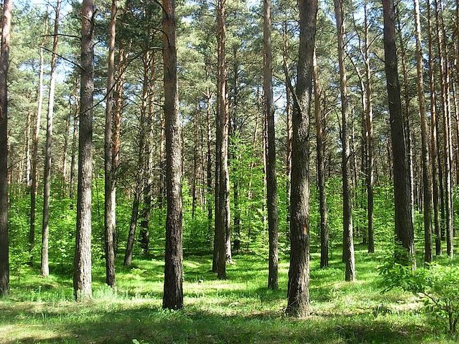 Lasy Państwowe przedstawiają wyniki największej inwentaryzacji lasów: w 10 lat powierzchnia lasów wzrosła o 188,5 tys. ha