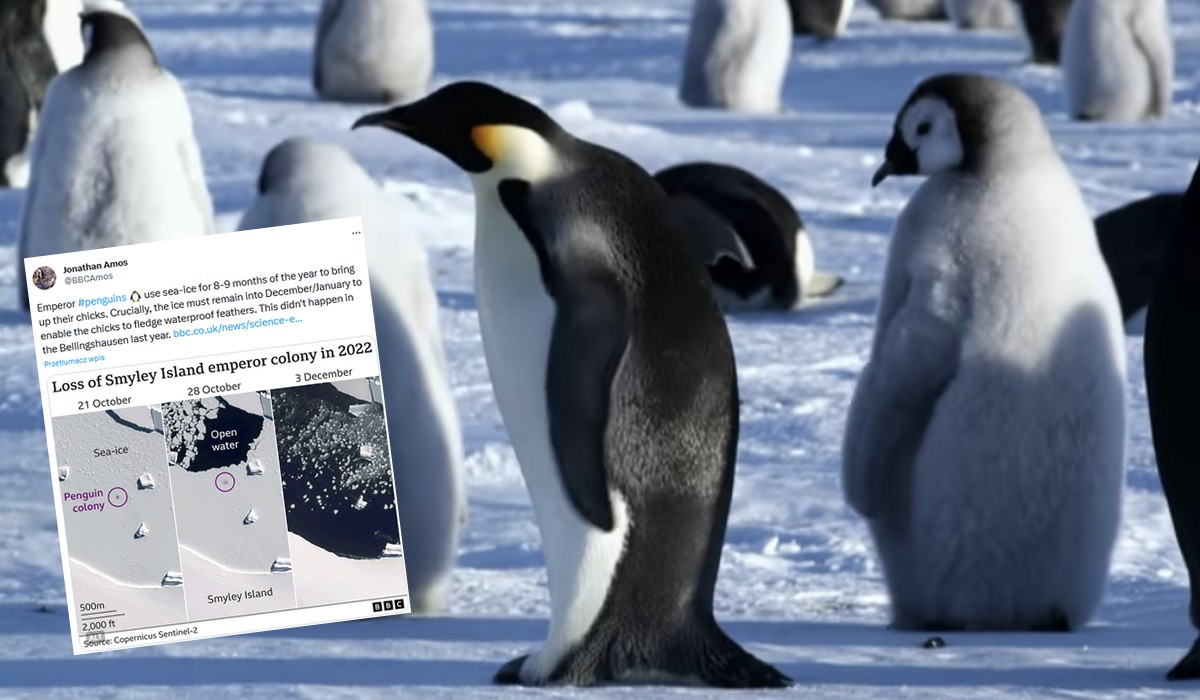 Naukowcy tłumaczą nagłą śmierć tysięcy piskląt pingwinów: tak działa katastrofa klimatyczna