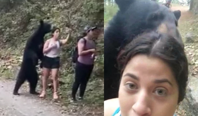 Turystka się nie bała i zrobiła sobie selfie z niedźwiedziem