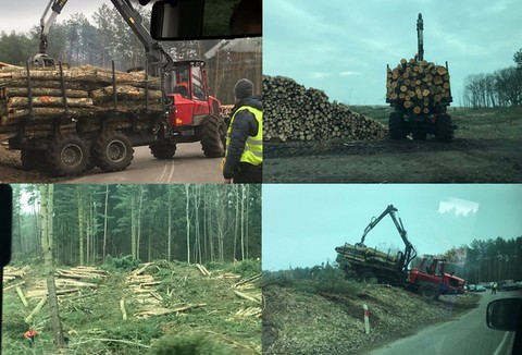 Trwa wycinka drzew pod budowę kanału na Mierzei Wiślanej