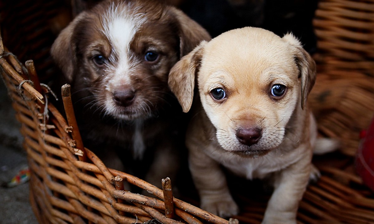 Inowrocław: radny PiS chce, aby zamiast "adopcja" zwierząt mówić "zbycie-nabycie"