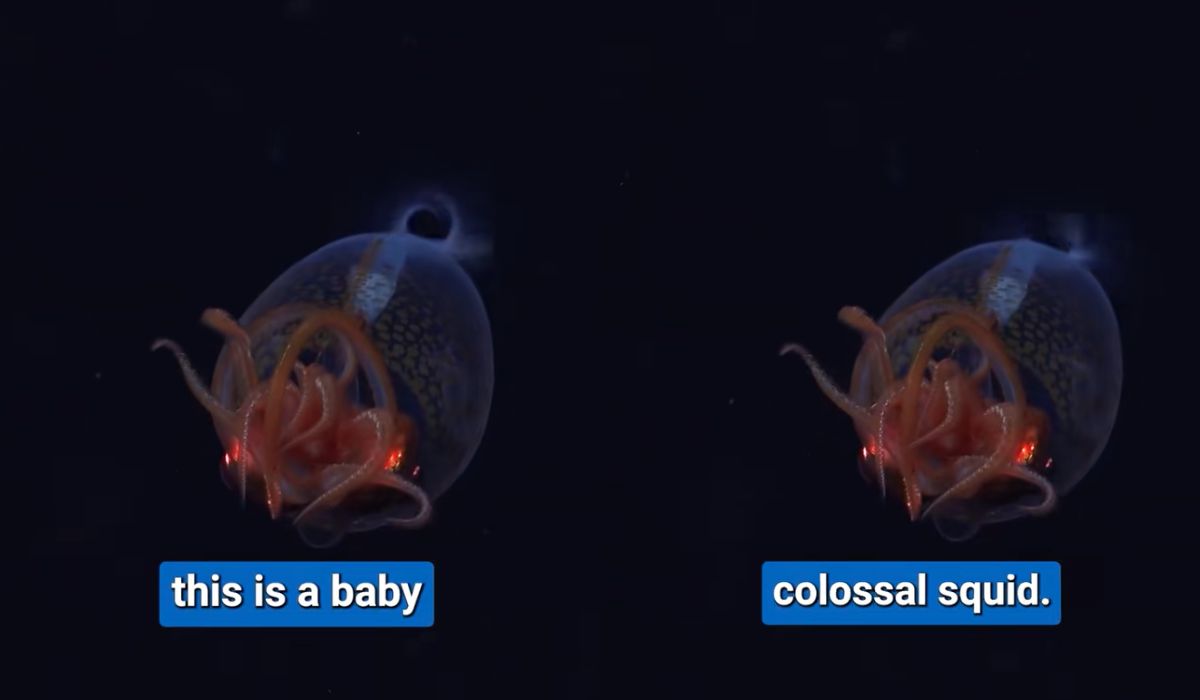 Naukowcom udało się zaobserwować kałamarnicę kolosalną, do tej pory niespotykaną, bo lubi głębokości