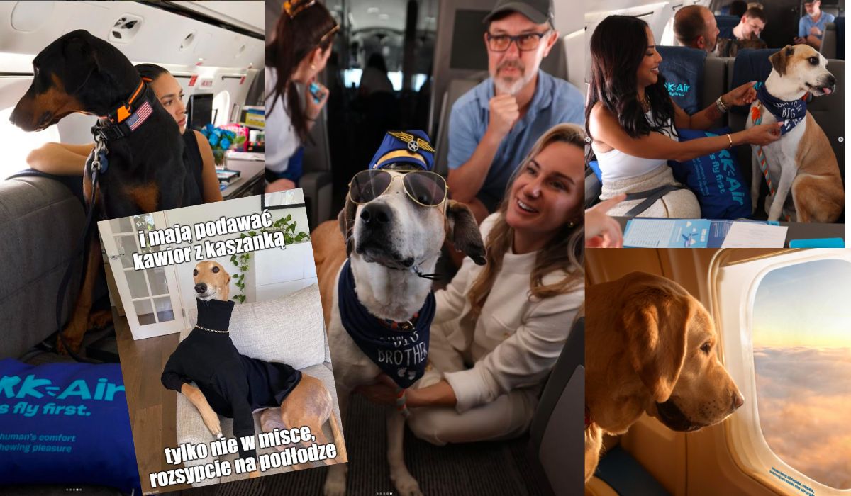 Pojawiły się linie lotnicze dla zwierząt, ceny są zaporowo-luksusowe