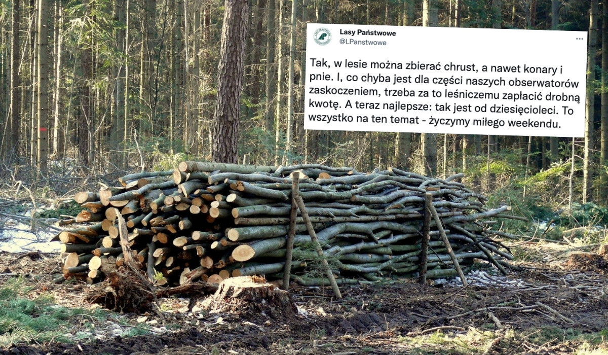 Lasy Państwowe przypominają, że "chrust" wcale nie jest darmowy