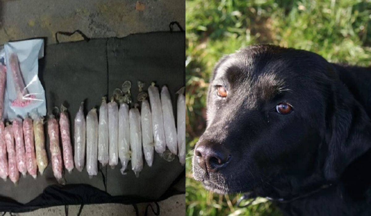 Aria, nasza najpotężniejsza broń w walce z narkotykami, wywęszyła 1,5 kg metamfetaminy o wartości 0,5 mln zł