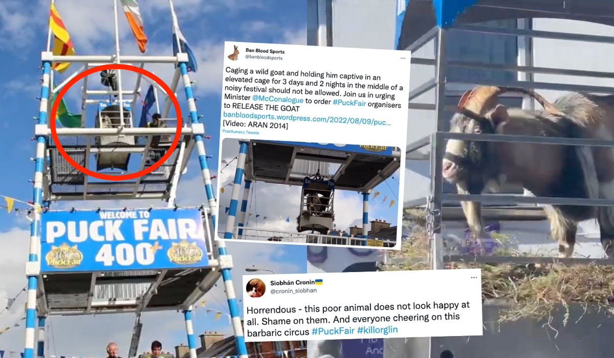 Irlandia: tradycyjny kozi król musiał opuścić "tron" z uwagi na upały