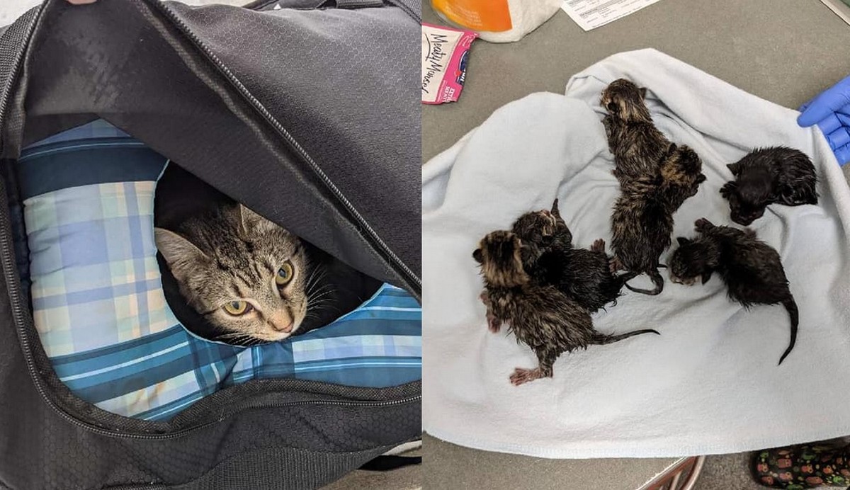 USA: torba z bombą pod kościołem okazała się być torbą pełną małych kitku