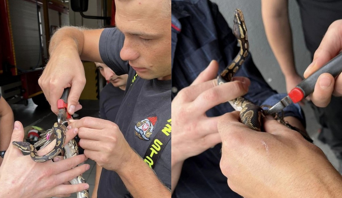 Lublin: strażacy pomogli mężczyźnie, któremu pytonek zakręcił się w klucze