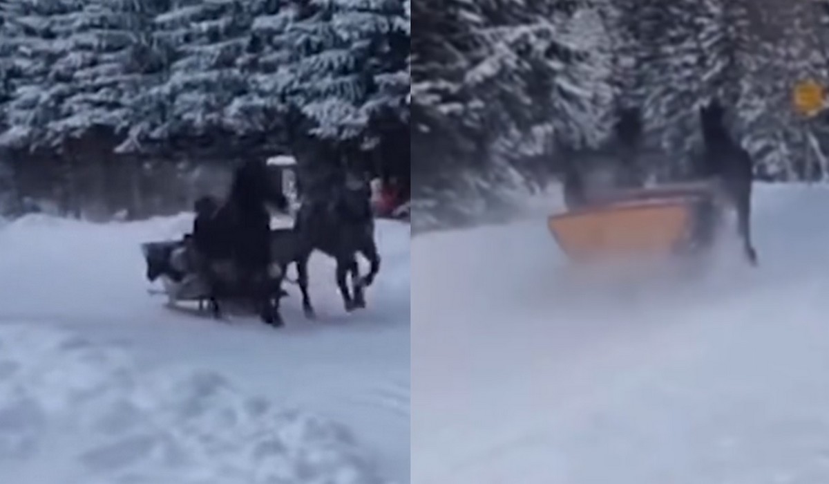 Turyści musieli uciekać przed pędzącymi końmi na trasie do Morskiego Oka