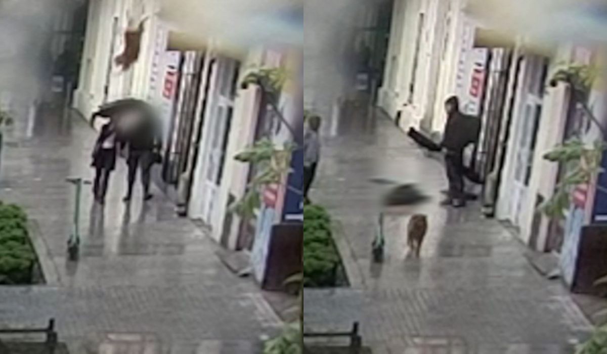 Lublin: kobieta szła chodnikiem, spadł jej pies na głowę, po czym pobiegł w nieznane