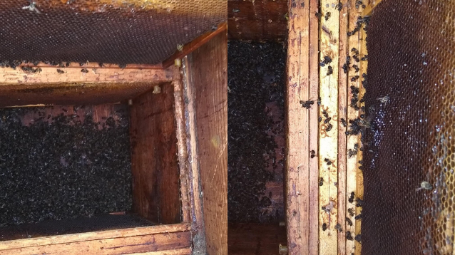 Głuchołazy: ktoś otruł pół miliona pszczół, pszczelarze proszą o pomoc w znalezieniu sprawcy