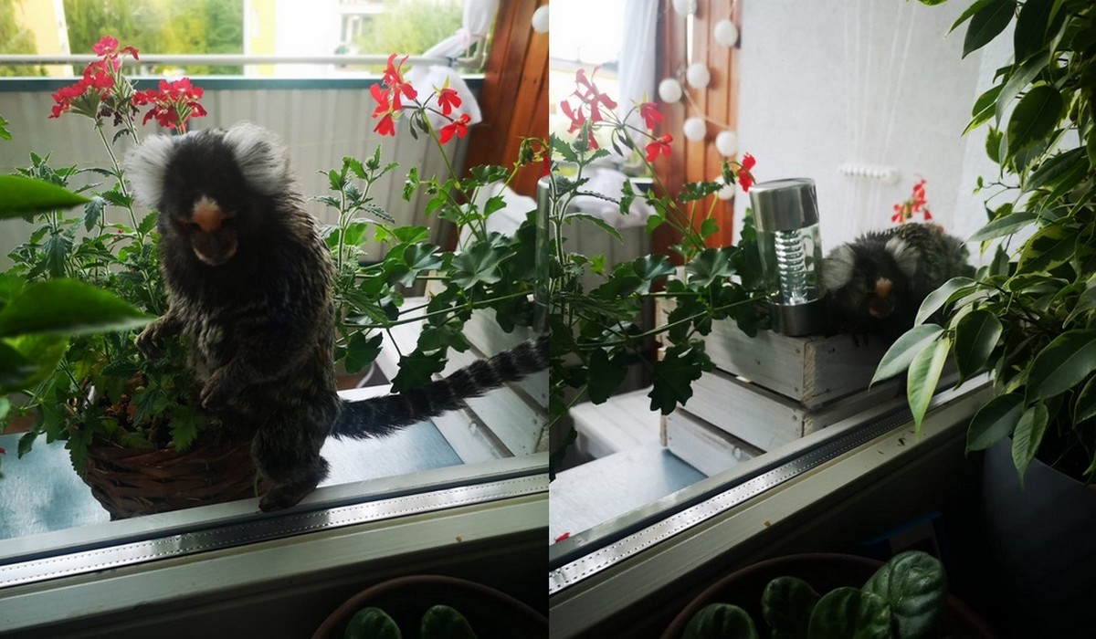 Chełm: pani zgłosiła straży miejskiej małpę na balkonie, straż przyjechała i rzeczywiście tam była