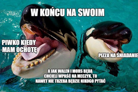 Kanada zakaże trzymania w niewoli delfinów, waleni i orek