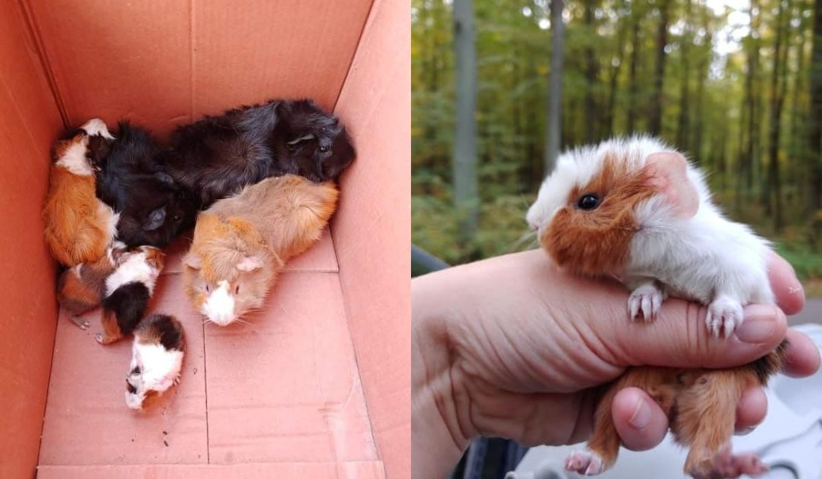 Leśnicy uratowali stadko małych świnek morskich, które ktoś porzucił w lesie