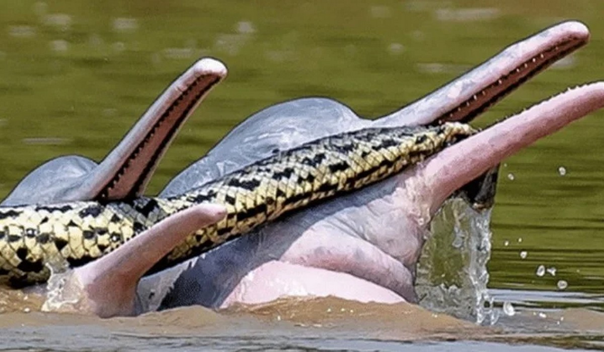 Boliwia: naukowcy przyłapali delfiny rzeczne bawiące się anakondą