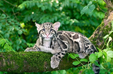 Na Tajwanie znaleziono panterę, którą uważano za gatunek wymarły