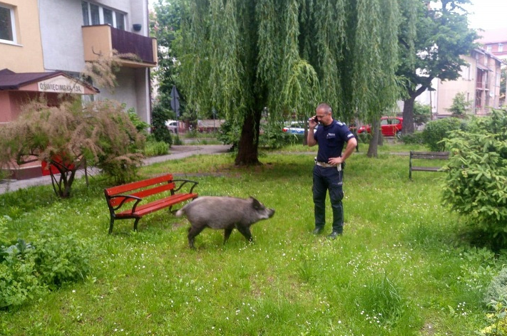 Legnica: dzik zeżarł dzieciom pierogi, przyjechała policja, ale co dzik zjadł, to jego