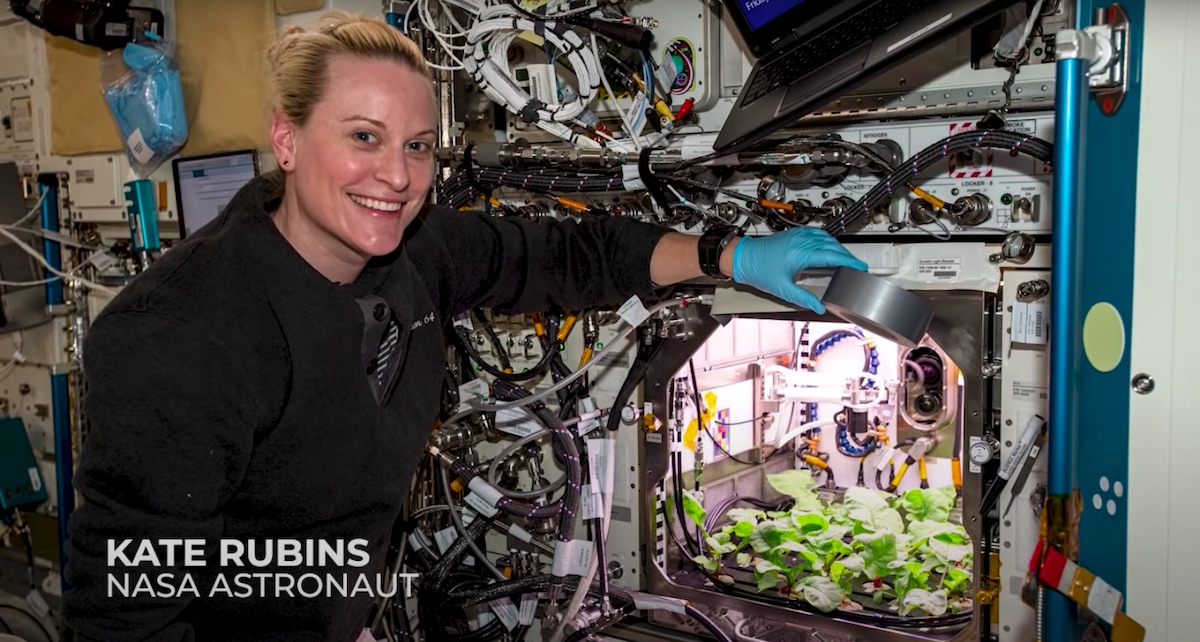 Astronauci zebrali pierwsze rzodkiewki wyhodowane w kosmosie