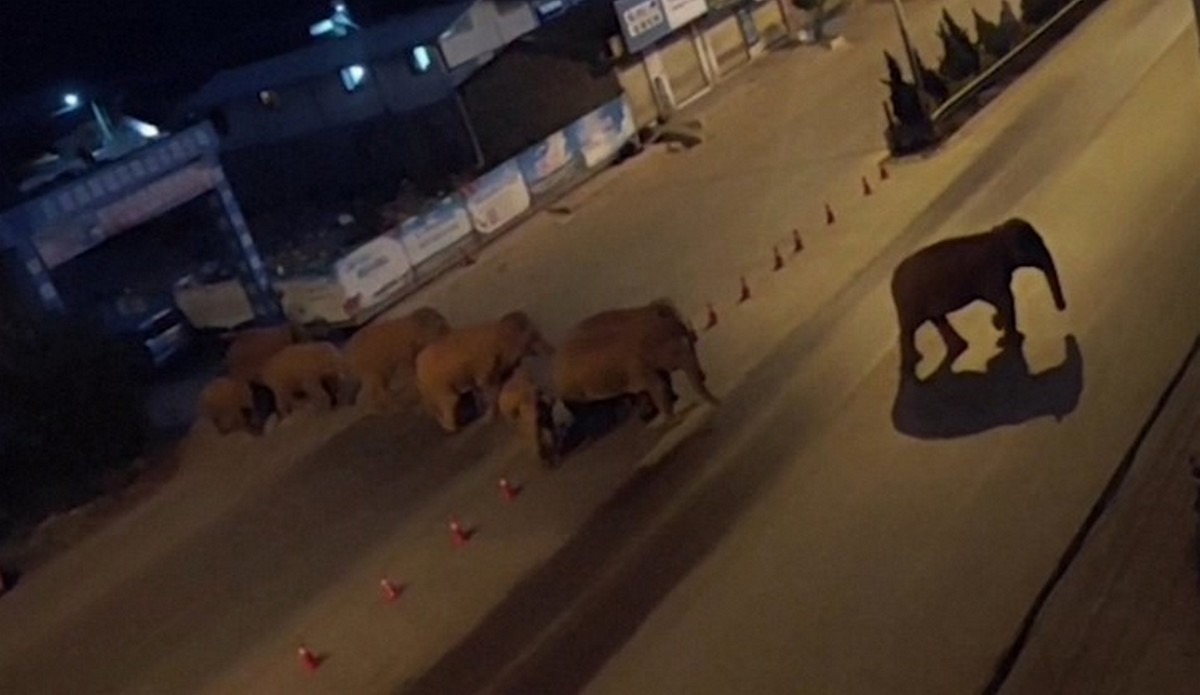 Chiny: stado dzikich słoni ruszyło w podróż życia, idą już 500 km i chyba im się podoba