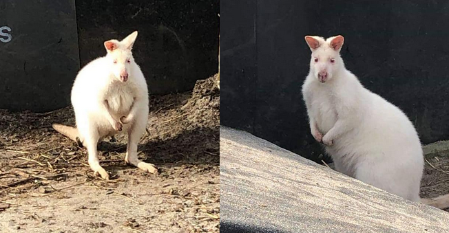 Bielsko-Biała: ktoś ukradł dwa białe kangury, więc jak je zobaczysz, to daj znać
