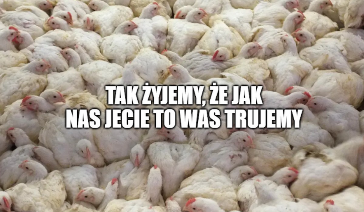 Toruń: aktywiści zaczęli informować klientów Lidla, jak fatalnej jakości jest mięso, które kupują