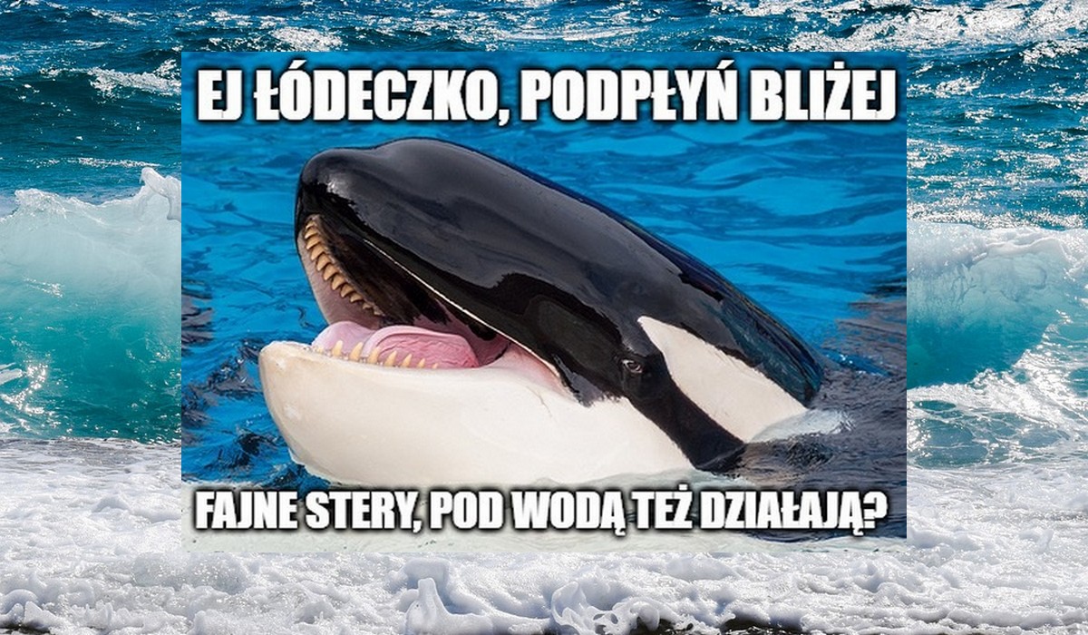 Orki nauczyły się polować grupowo na łodzie i coraz chętniej korzystają z tych umiejętności