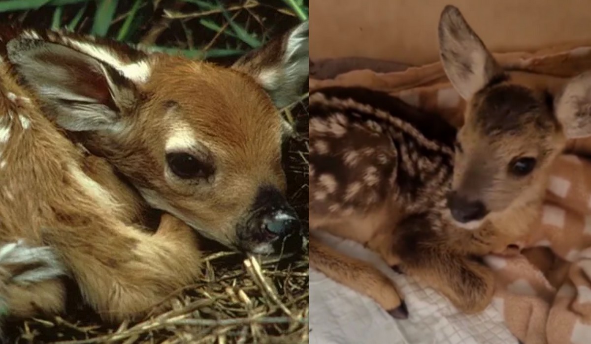 Parki narodowe usilnie proszą, żeby nie głaskać małych zwierzątek, chociaż są strasznie słodkie