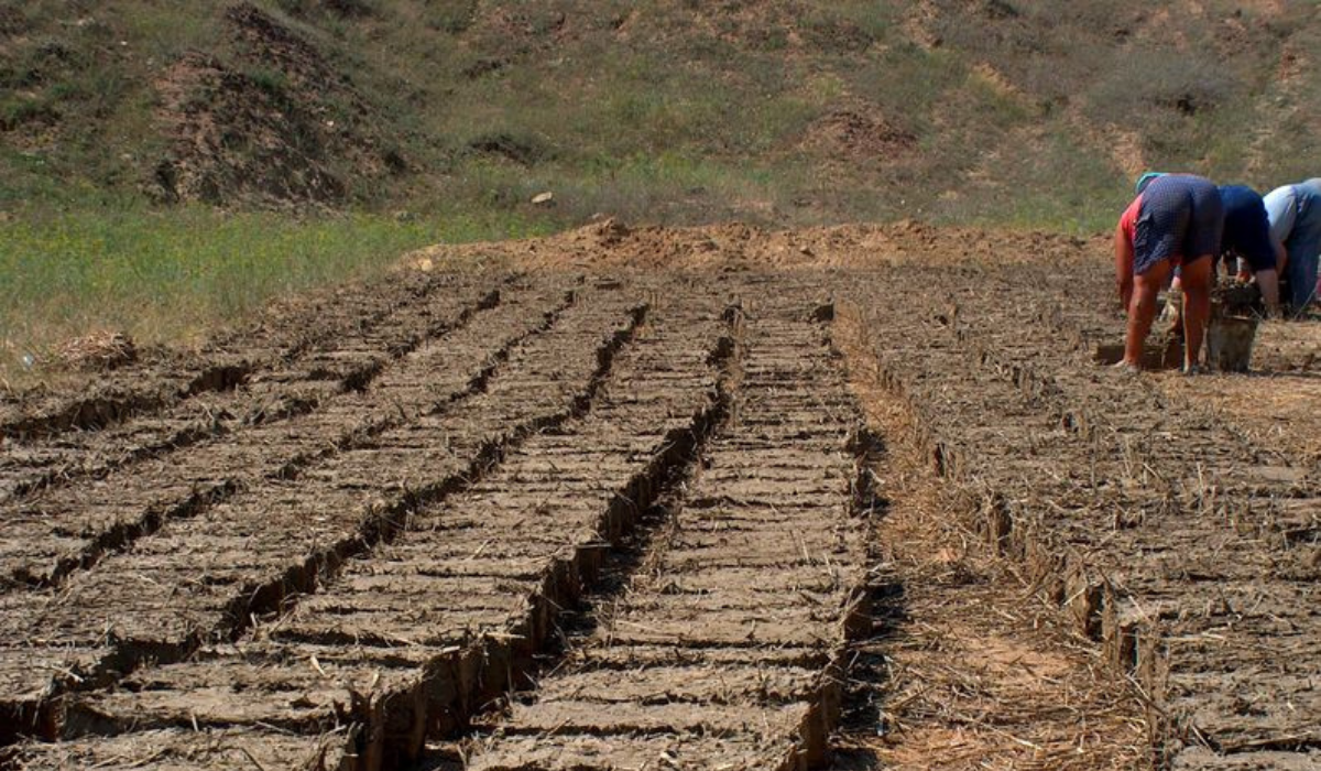 Rumunia: susza nie daje szans rolnikom, poprosili rząd o ogłoszenie stanu klęski żywiołowej
