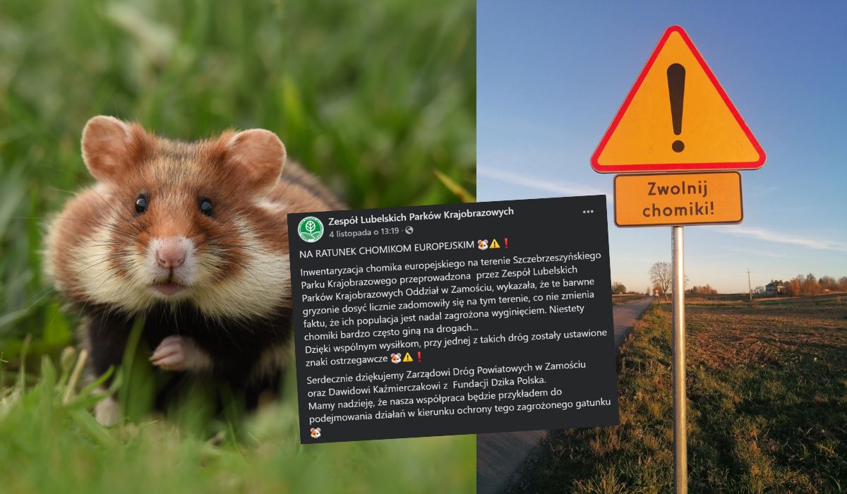 Lubelszczyzna wprowadza osobne znaki drogowe, żeby uważać na dzikie chomiki