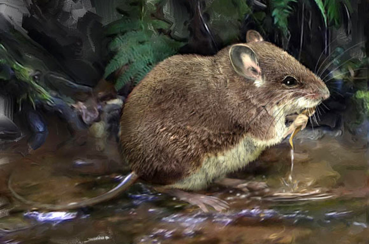 W Afryce odkryto nowy gatunek myszy, które są trochę kangurowate, ale nie aż tak, jak myszojeleń jeleniowaty