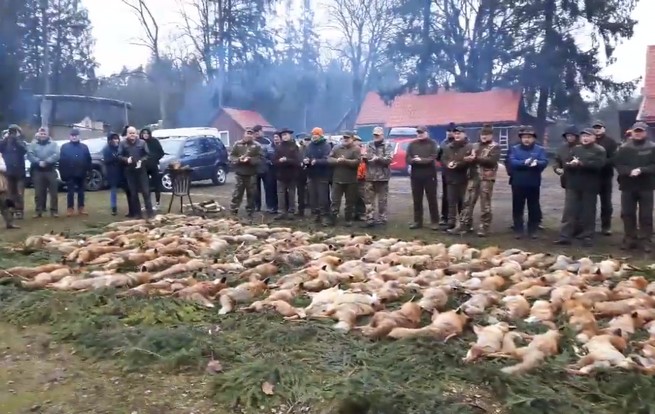 Pażęce: myśliwi wybili 175 lisów i zrobili z nich laurkę, tzw. pokot