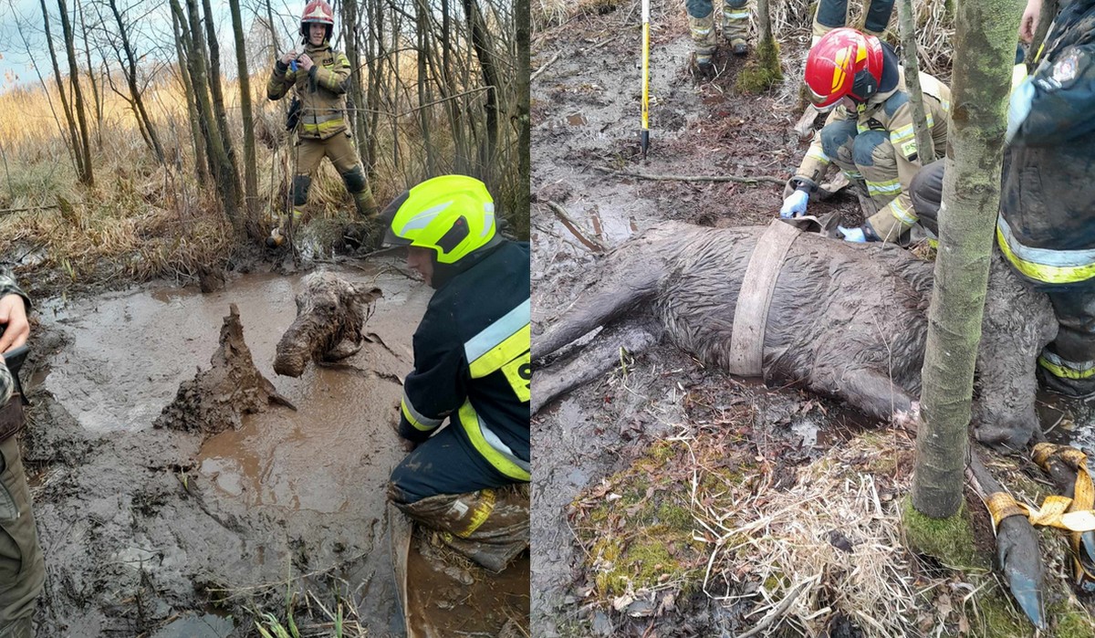 Goreń Duży: strażacy uratowali łosia przed zostaniem skamieliną i wyciągnęli go z bagna